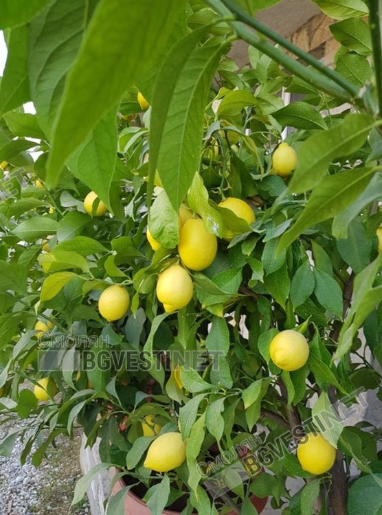 До късно саксиите с цитрусовите дръвчета са навън, а плодовете зреят и през зимата, когато са вътре