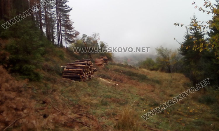 Горски експерти: Справихме се с короядите, поразените територии намаляват