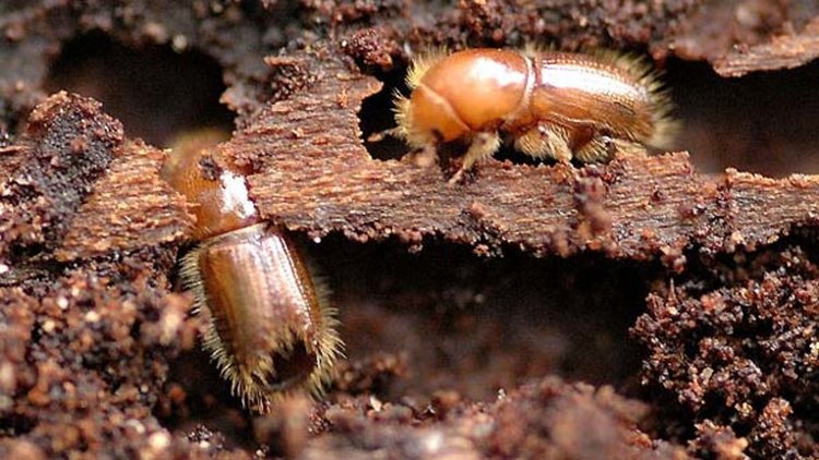 Горски експерти: Справихме се с короядите, поразените територии намаляват