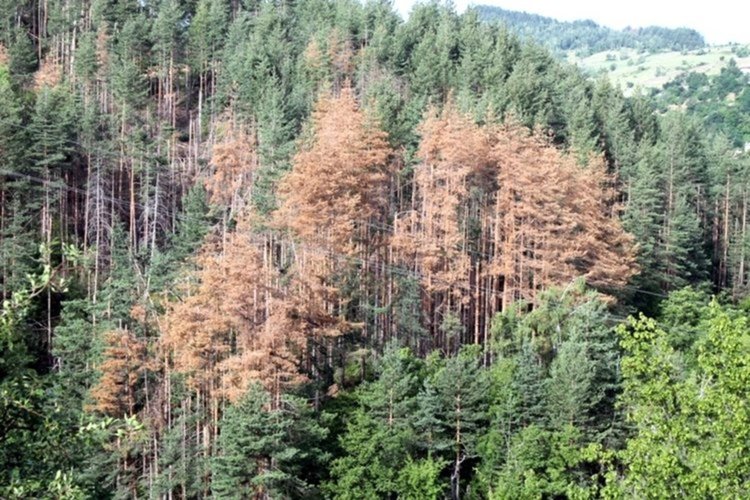 Горски експерти: Справихме се с короядите, поразените територии намаляват