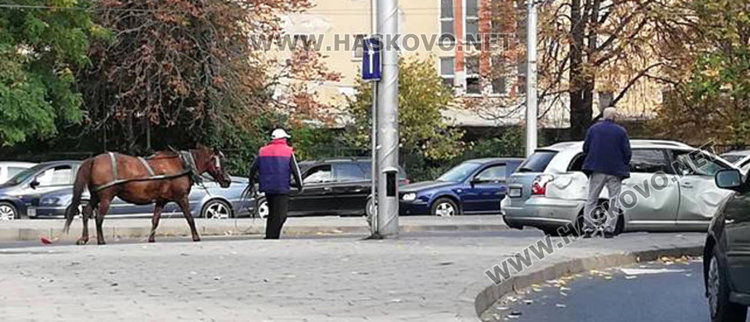 Роми с каруца се забиха в Тойота до Цигарената и офейкаха