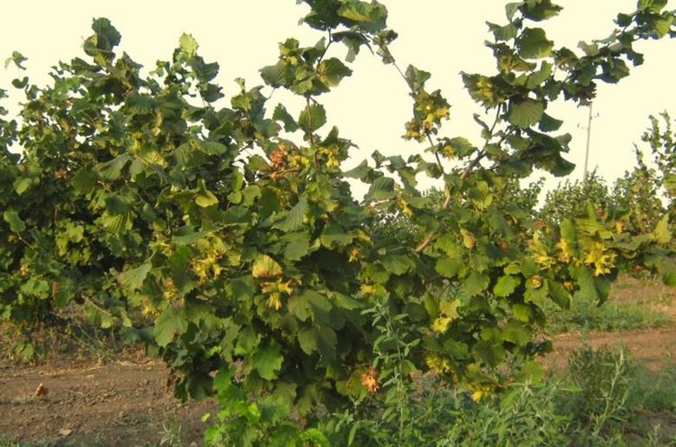 снимката е илюстративна