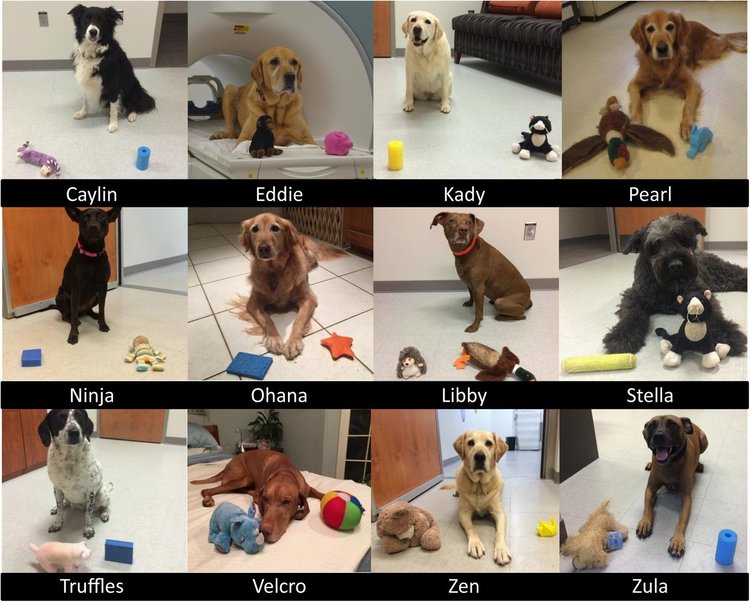 Четириногите доброволци в експеримента и техните новонаучени предмети