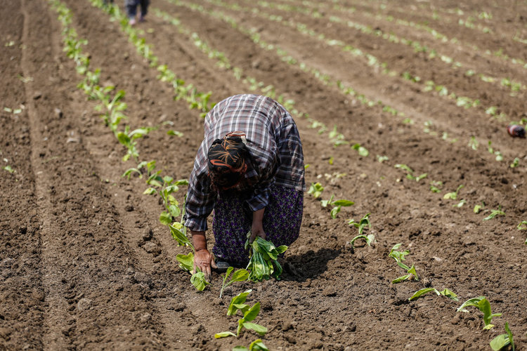 Близо 18 000 земеделци декларираха доходите си за месец
