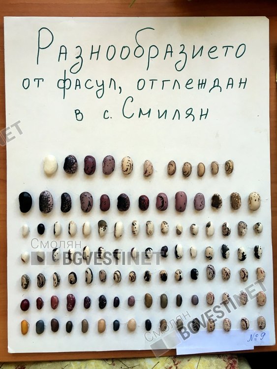 Много интересно се оказа паното, събрало всички 107 видове фасул, които се произвеждат в Смилян