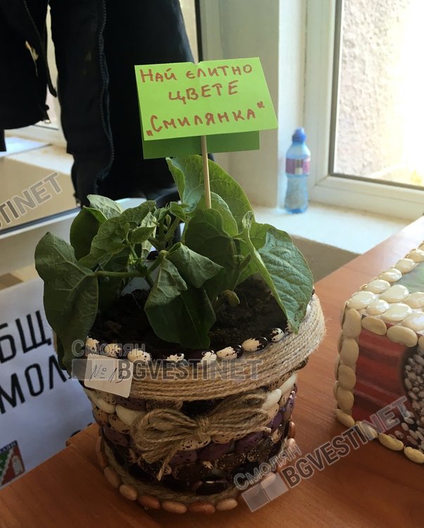 Една от оригиналните идеи на децата в конкурса за пано, беше живо растение на Смилянски боб, посадено в украсуна и декорирана саксия
