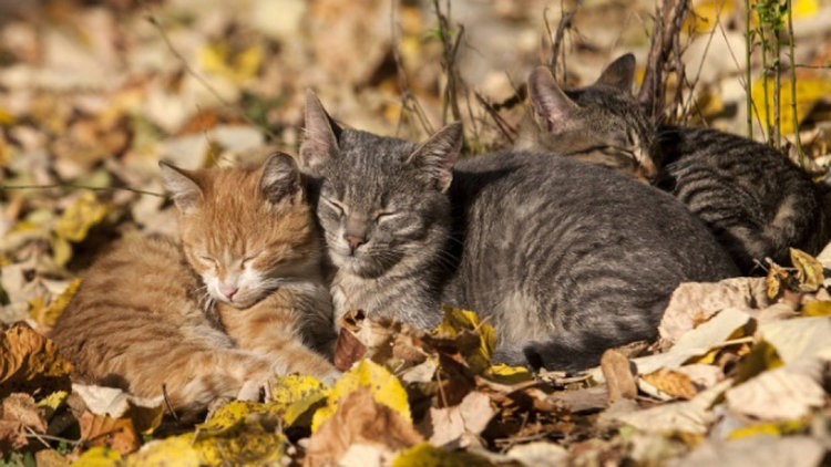 Топлият октомври продължава