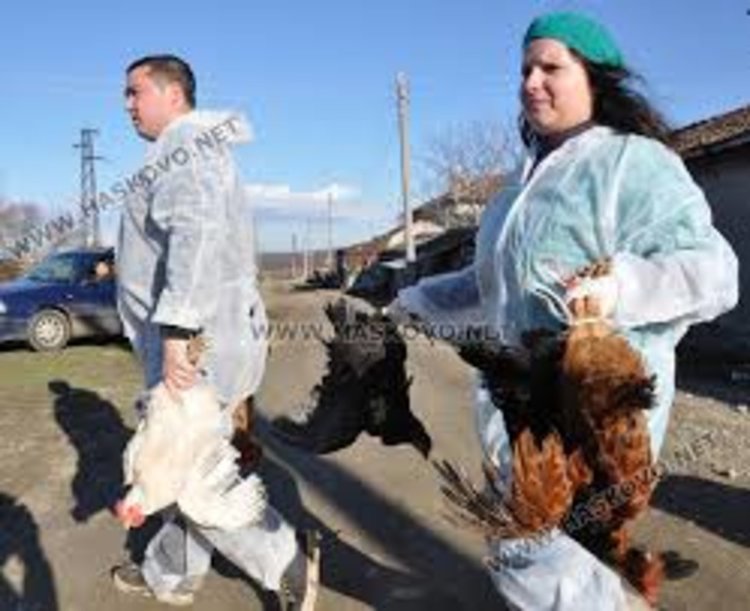 Птичи грип в още две ферми в Хасковско