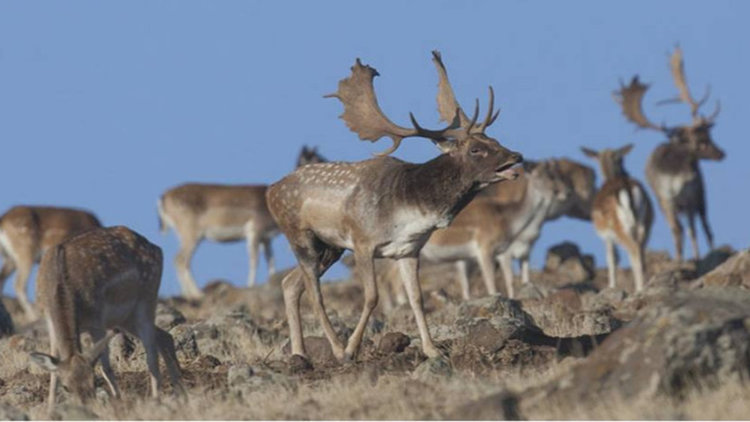 Елените в Източните Родопи "вдигат" сватби