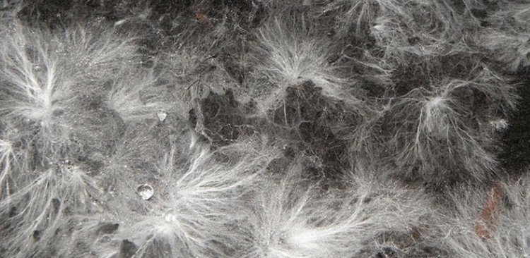 Гъбен мицел - строителният материал на бъдещето