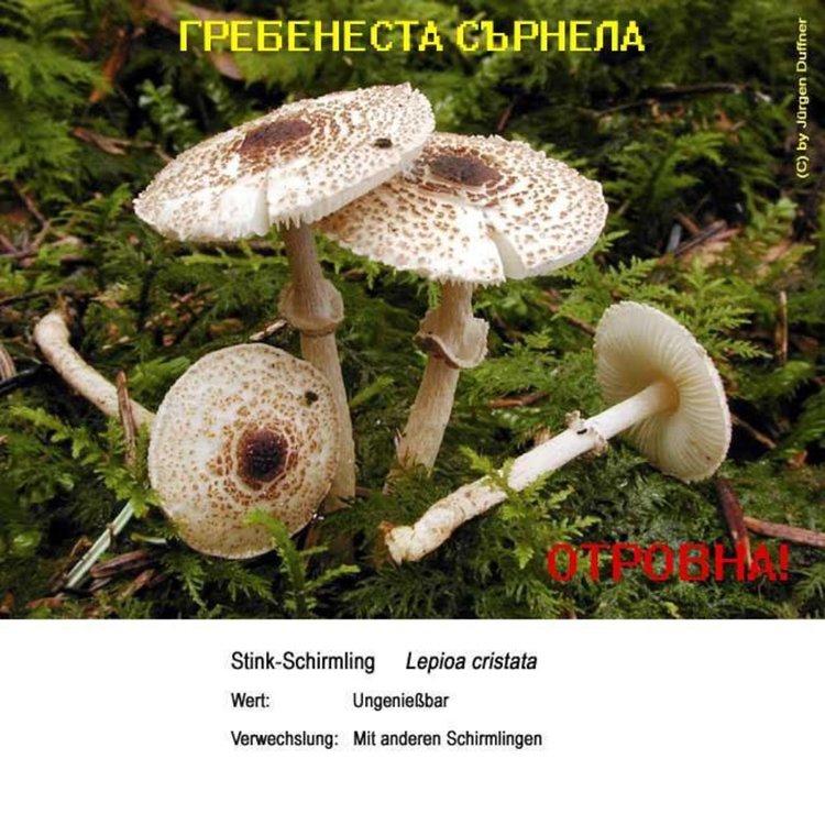 Рискът да се сбърка ядливата с отровна сърнела е огромен, а последствията често летални