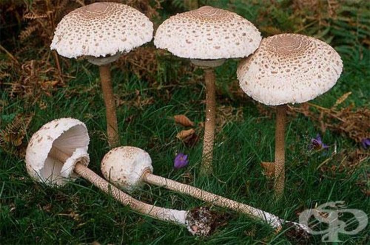 Ядливата Сърнела е сред любимите на гъбарите, но сходството с отровния двойник е голямо, източник на снимките :интернет