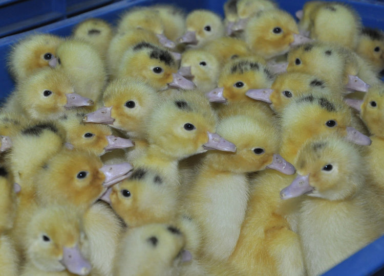 400 от птицекомбината в Хасково  на борсата заради бездействие на БАБХ