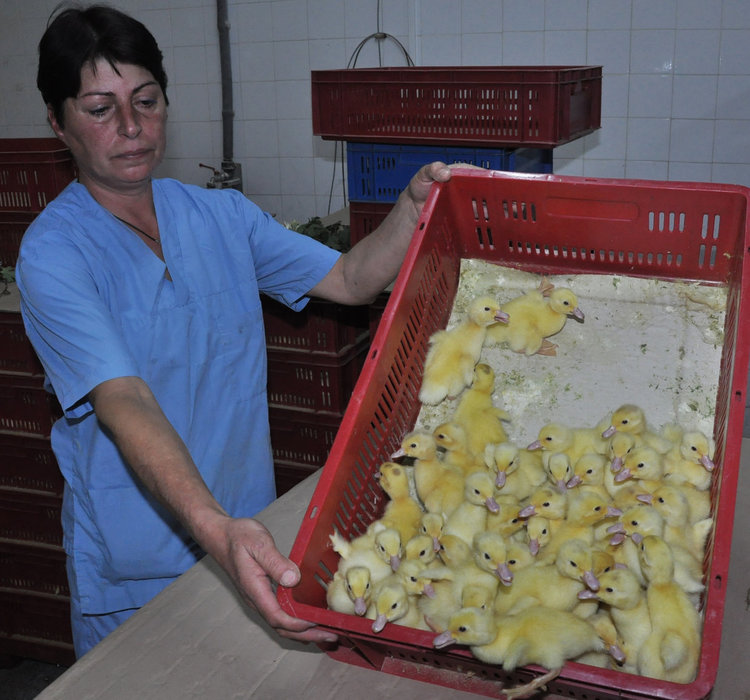 400 от птицекомбината в Хасково  на борсата заради бездействие на БАБХ