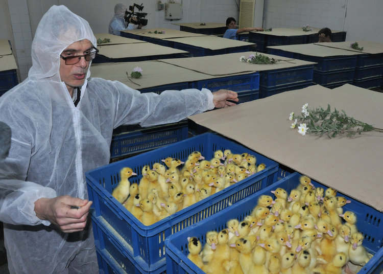 400 от птицекомбината в Хасково  на борсата заради бездействие на БАБХ