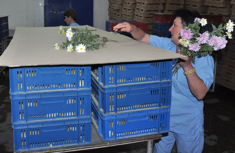 400 от птицекомбината в Хасково  на борсата заради бездействие на БАБХ