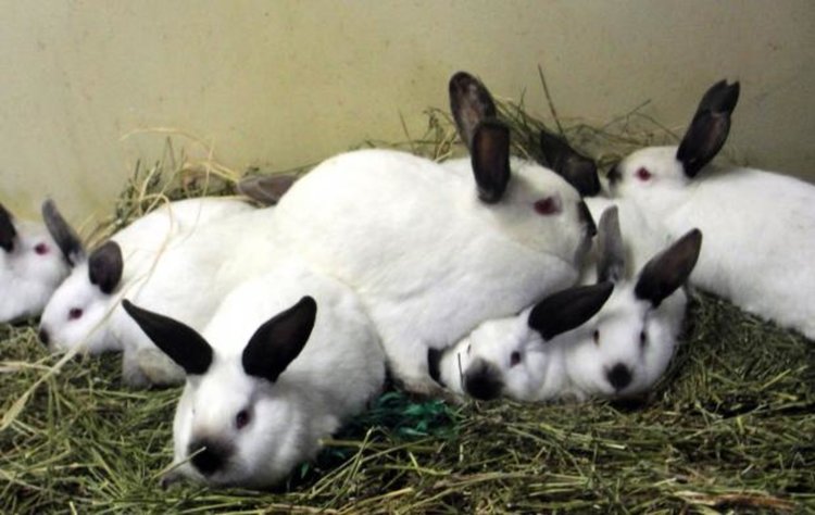 Отмъкнаха 40 зайци от имот в Димитровград