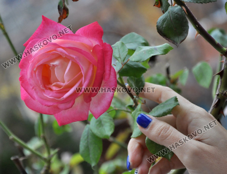 Агроном: разцъфналите през ноември рози вещаят сурова зима