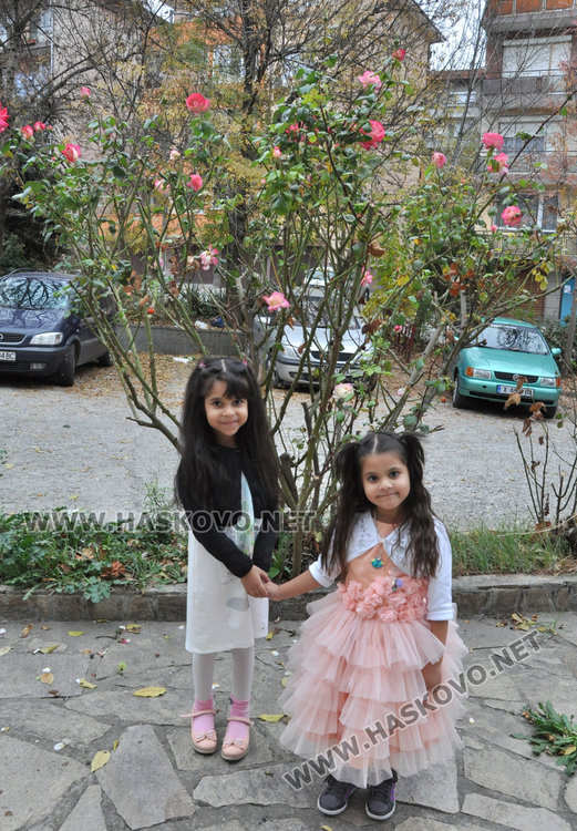 Агроном: разцъфналите през ноември рози вещаят сурова зима