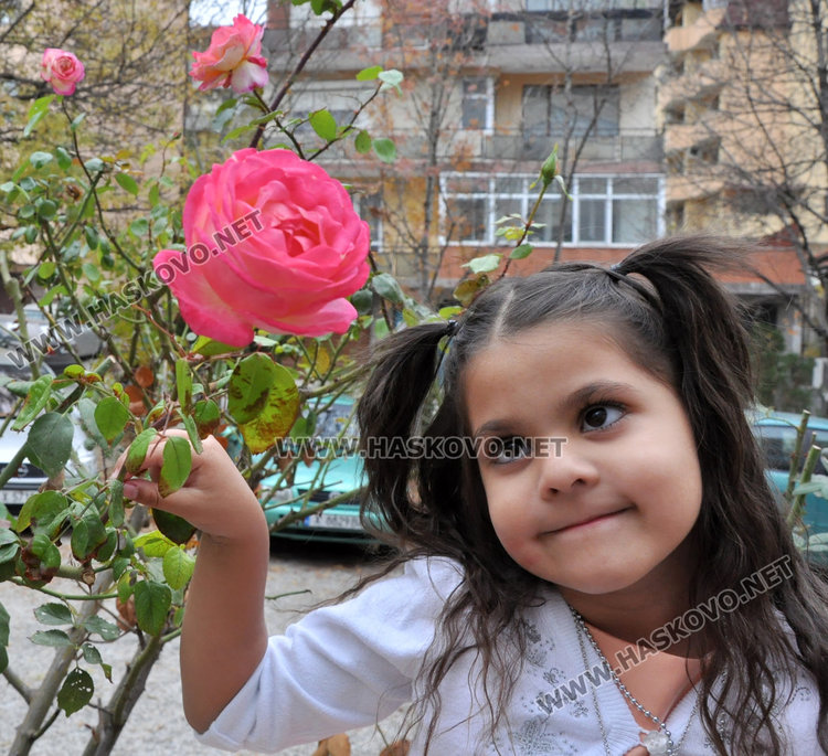 Агроном: разцъфналите през ноември рози вещаят сурова зима