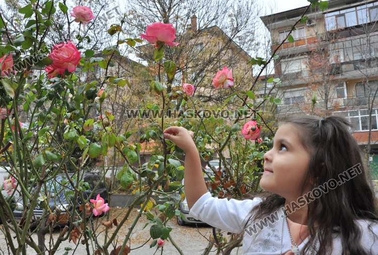 Агроном: разцъфналите през ноември рози вещаят сурова зима
