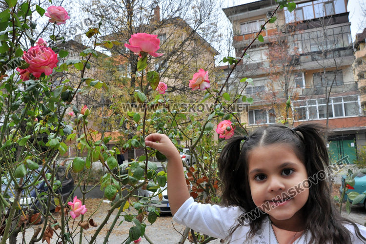 Агроном: разцъфналите през ноември рози вещаят сурова зима