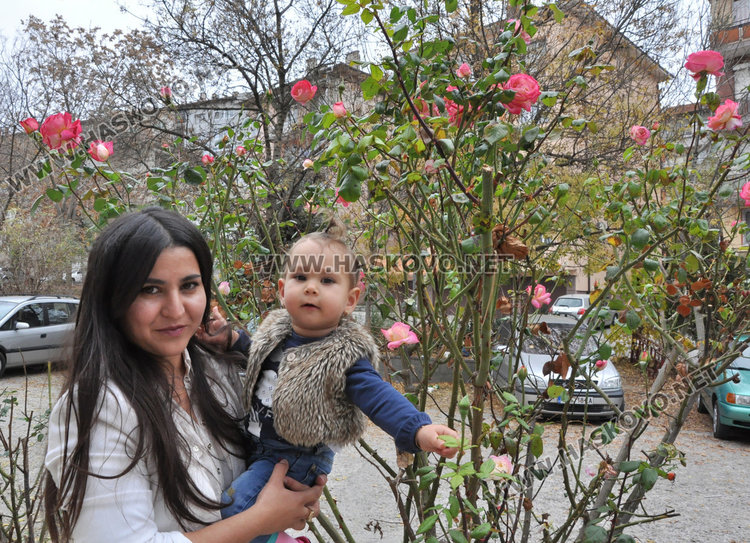 Агроном: разцъфналите през ноември рози вещаят сурова зима