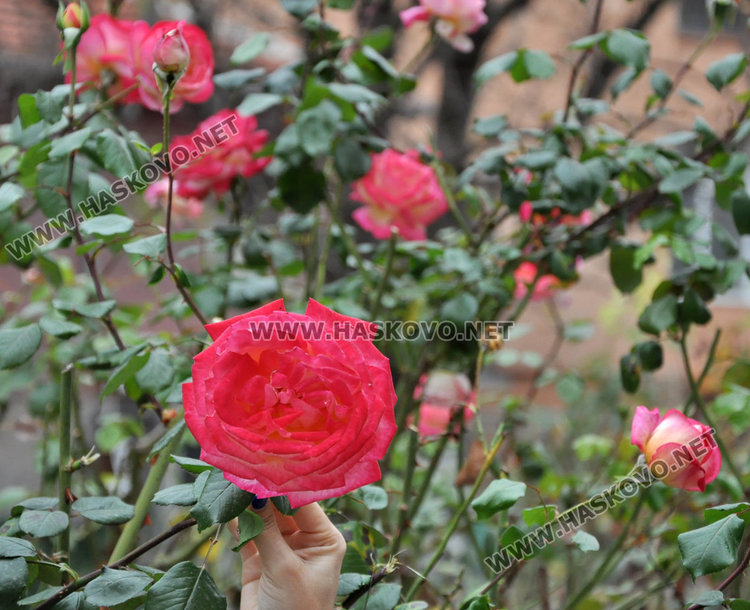 Агроном: разцъфналите през ноември рози вещаят сурова зима