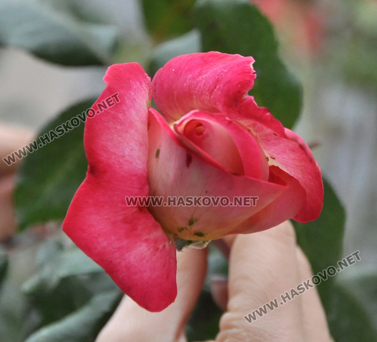 Агроном: разцъфналите през ноември рози вещаят сурова зима