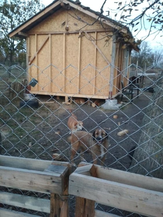 Млaдоженци събраха средства за бездомни кучета в Хасково от парите за букети