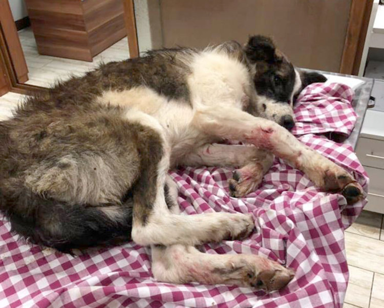 Спешно се търси стопанин за Клепоушка, спасена след катастрофа