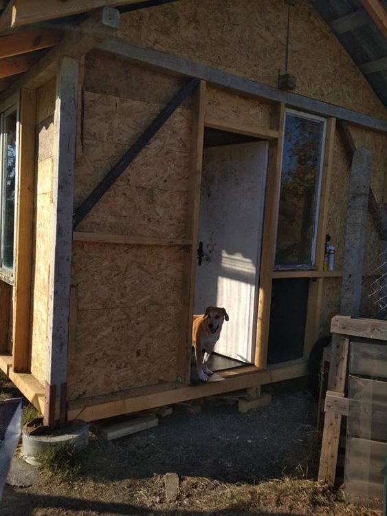 Млaдоженци събраха средства за бездомни кучета в Хасково от парите за букети