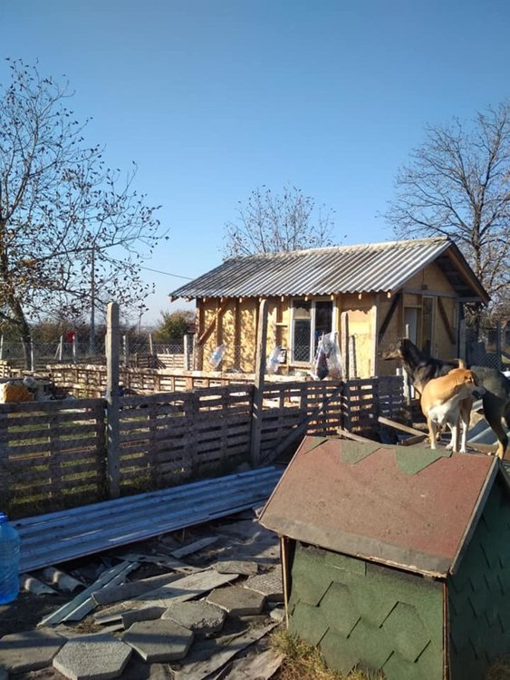 Млaдоженци събраха средства за бездомни кучета в Хасково от парите за букети