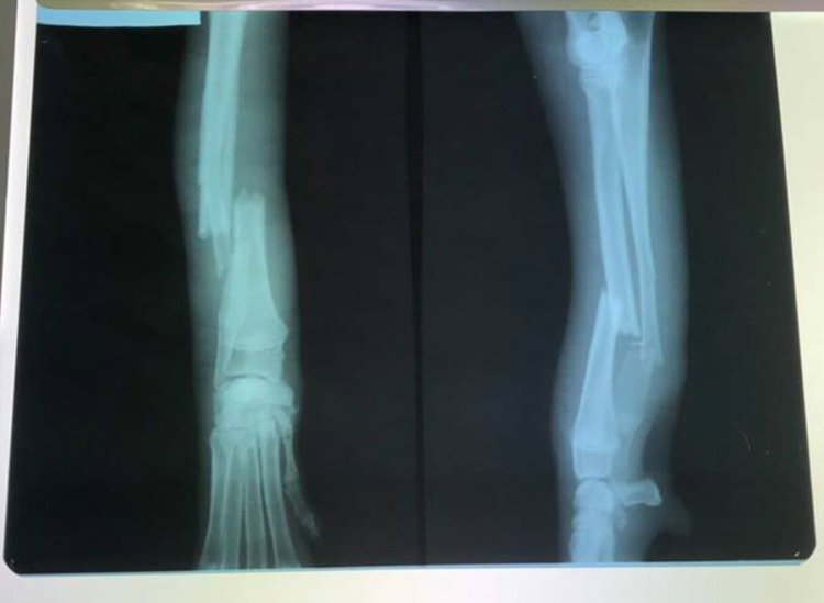 Спешно се търси стопанин за Клепоушка, спасена след катастрофа