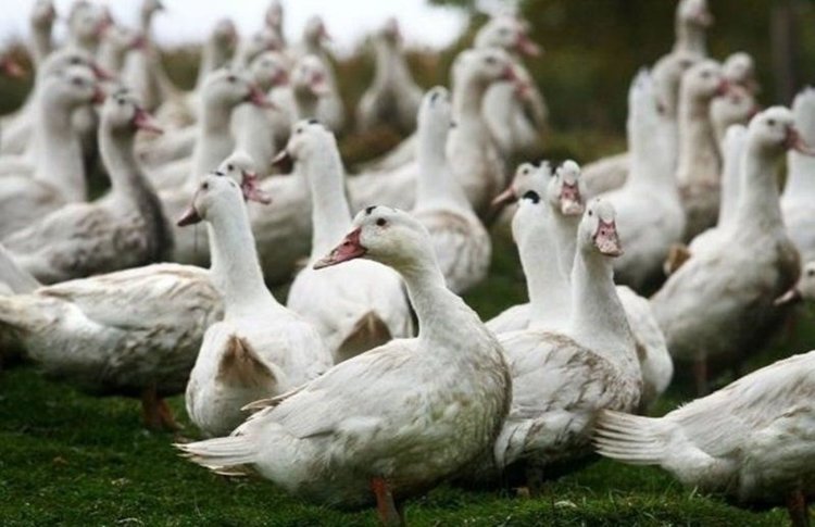 Мирослав Найденов: 17 млн. лв са изплатените компенсации заради птичия грип