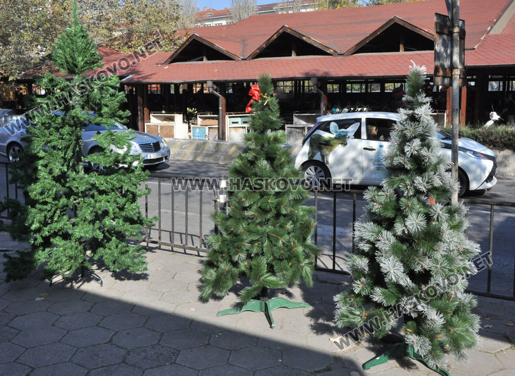 Първите елхи в Хасково от 2.50 до 250 лева