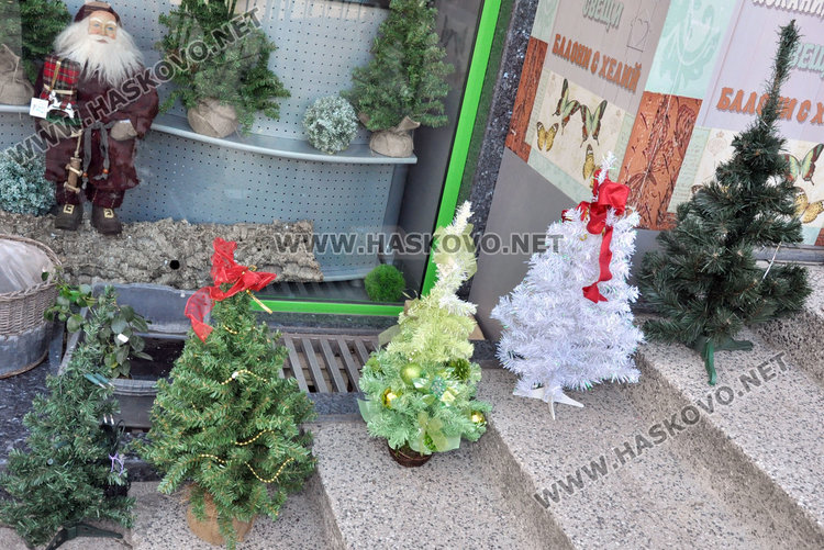 Първите елхи в Хасково от 2.50 до 250 лева