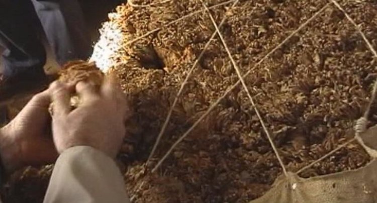 Стартира изкупна кампания на тютюн реколта 2018 в България