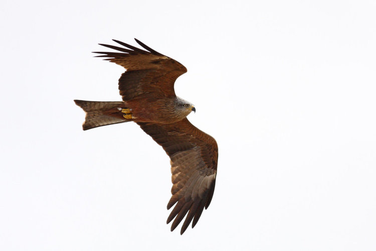 Източните Родопи и Сакар мамят с редки животни и растения