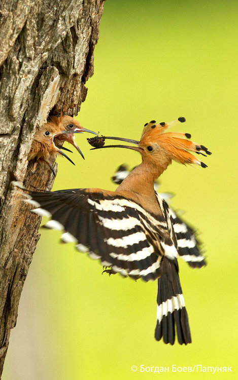 Папуняк/Б.Боев