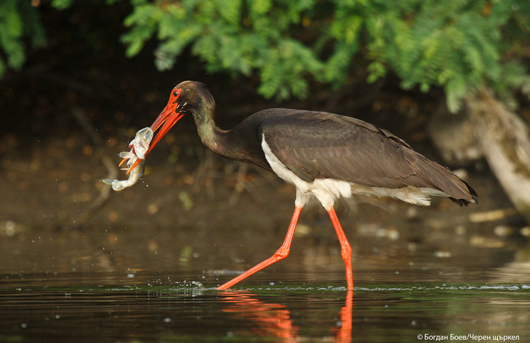 Черен щъркел/Богдан Боев