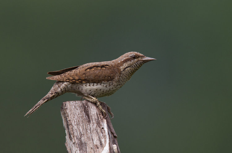 Източните Родопи и Сакар мамят с редки животни и растения