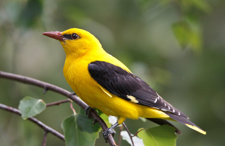 Източните Родопи и Сакар мамят с редки животни и растения