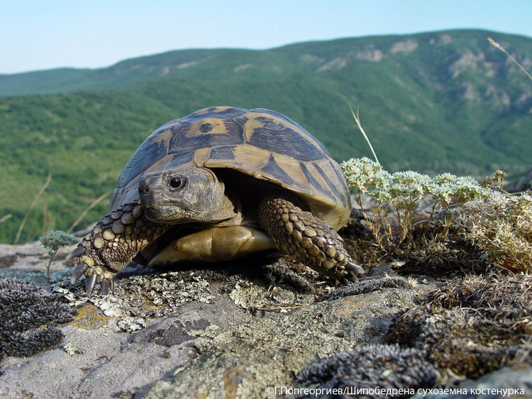 Източните Родопи и Сакар мамят с редки животни и растения