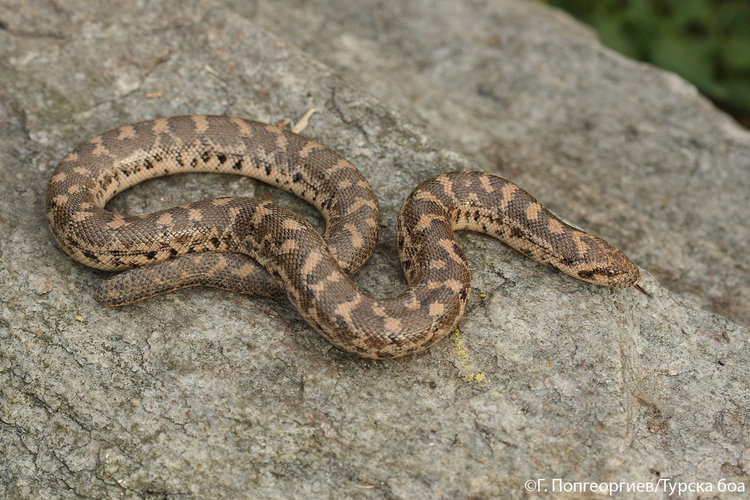 Източните Родопи и Сакар мамят с редки животни и растения
