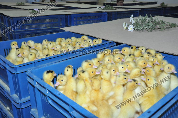 Девет огнища на птичи грип в Хасково и Димитровград