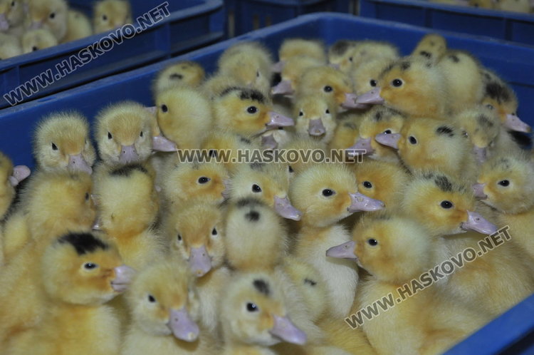 Искат меморандум за мерки срещу разпространението на птичи грип в Хасково