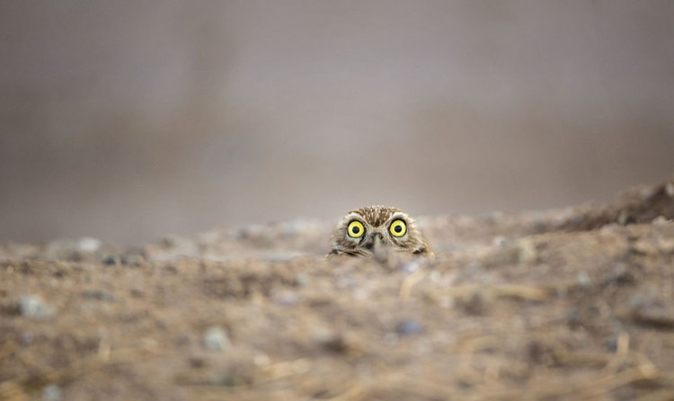 Най-смешните животни в дивата природа - победителите през 2018