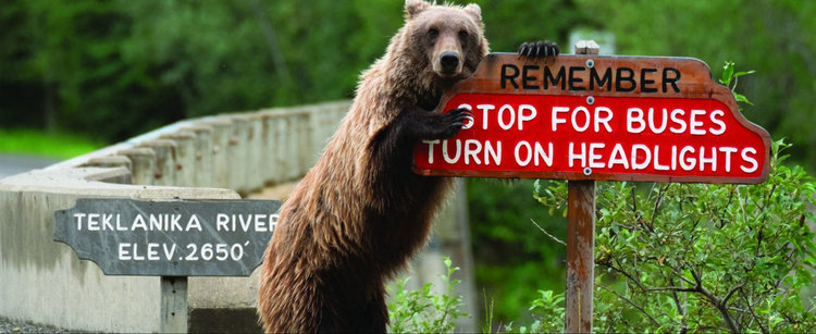 Най-смешните животни в дивата природа - победителите през 2018