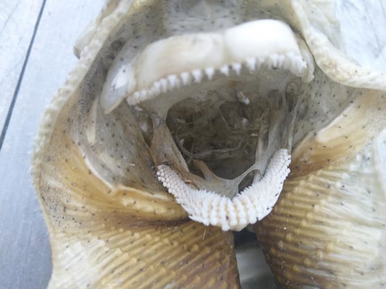 Зловещ скелет на плажа - чудовище или извънземно...